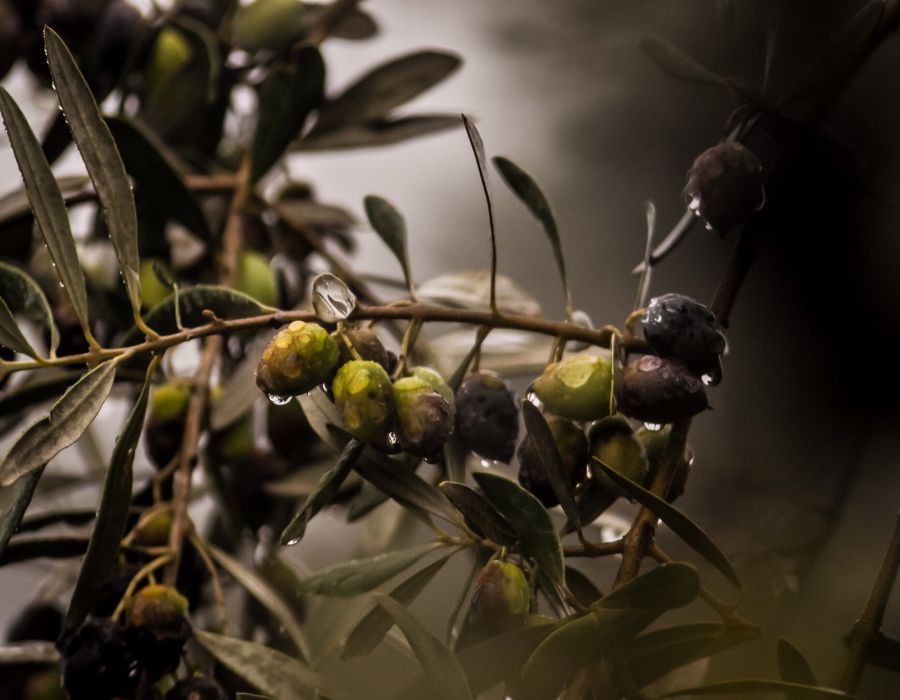 olives-4567293_1920